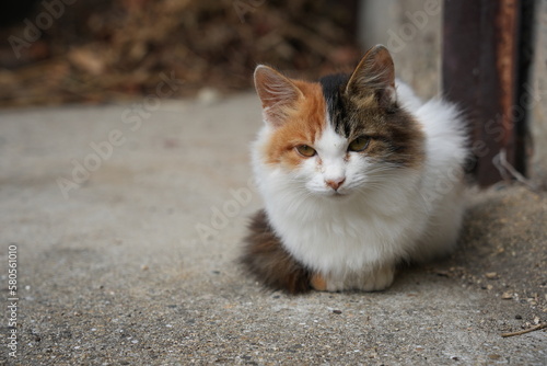 瀬戸内海の島の猫・三毛の小さな野良猫アップ