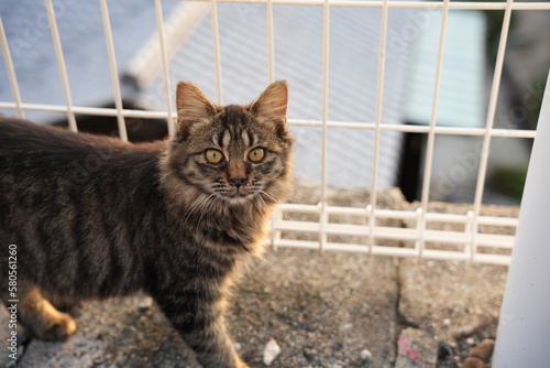 瀬戸内海の島の猫・こちらを見る縞模様の猫と夕日