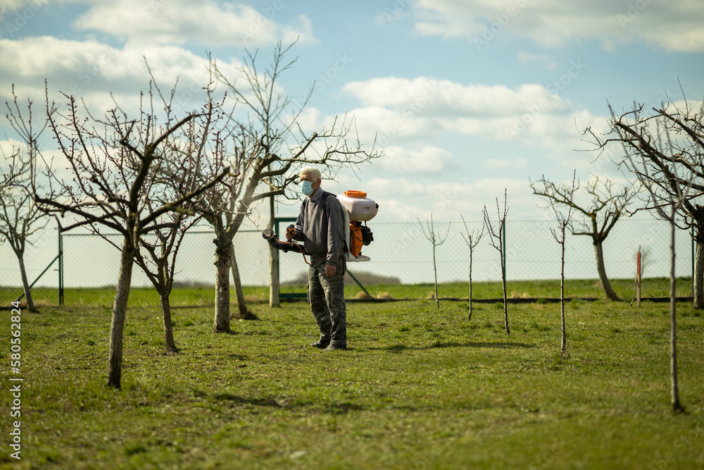 senior worker,pensioner with protective mask sprinkling fruit trees for protection in orchard.health care and protection at work with toxic chemicals senior worker,pensioner with protective mask sprinkling fruit trees for protection in orchard.health care and protection at work with toxic chemicals
