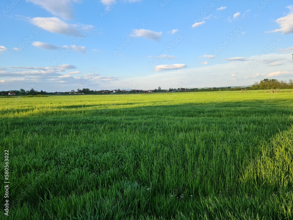 Fototapeta premium green field and blue sky