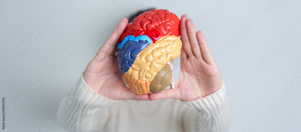 Woman holding human Brain model. World Brain Tumor day, Brain Stroke, Dementia, alzheimer, parkinson and world mental health concept Woman holding human Brain model. World Brain Tumor day, Brain Stroke, Dementia, alzheimer, parkinson and world mental health concept