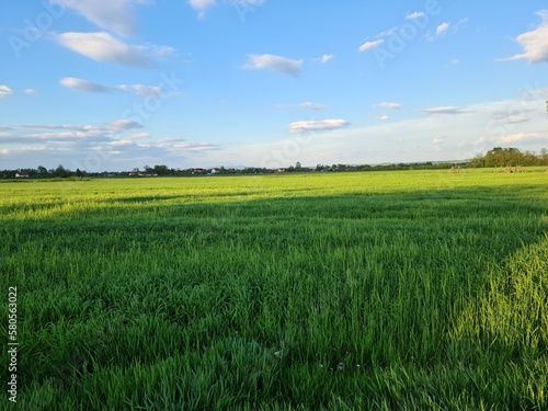 green field and blue sky