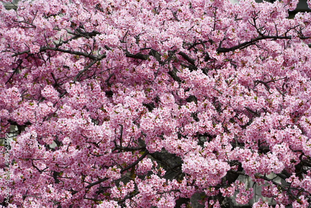 京都 淀水路の満開の河津桜