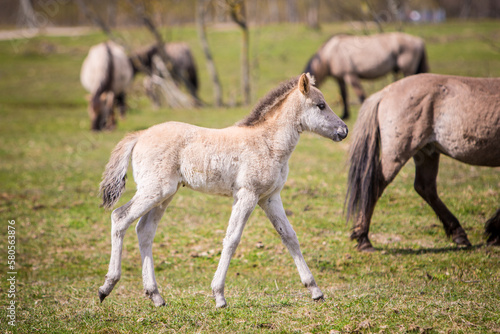  Young wild mustang horse foaling next to mom