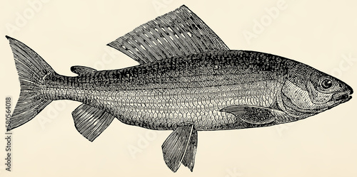 The freshwater fish - grayling (Thymallus vulgaris). Antique stylized illustration. photo