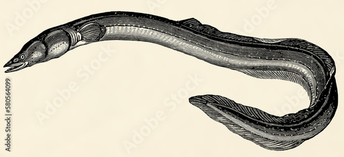 The freshwater fish - European eel (Anguilla anguilla). Antique stylized illustration.