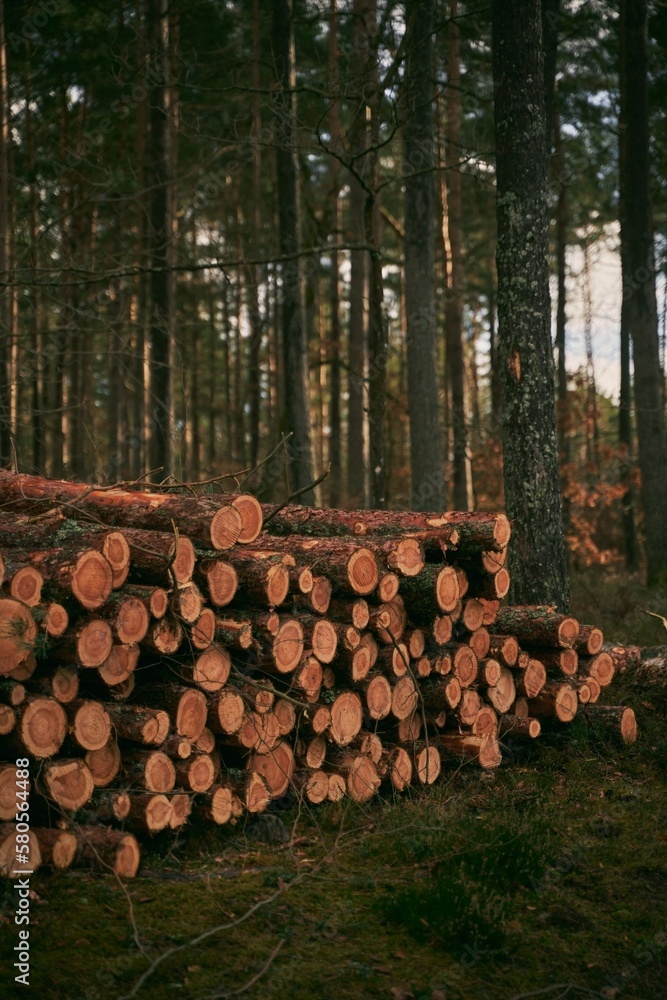 Tree logs in the forest. Stack of chopped woods stack Tree logs in the forest. Stack of chopped woods stack