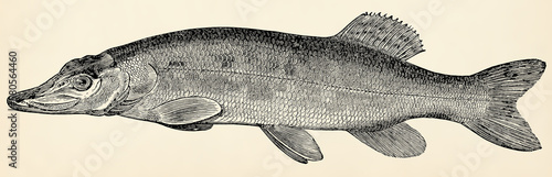 The freshwater fish -  northern pike (Esox lucius). Antique stylized illustration. photo