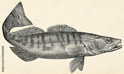 The freshwater fish -  zander (Sander lucioperca). Antique stylized illustration. photo