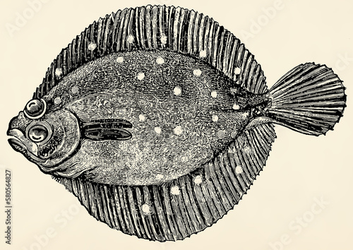 Fototapete The fish -  European flounder (Platichthys flesus)
