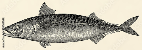 The fish - Atlantic mackerel (Scomber scombrus). Antique stylized illustration.