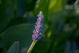 Flower detail (Pontederia cordata) Pickerelweed, Pickerel Rush Water hyacint
