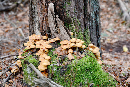 Collection of little mica-sparrow mushroom on a tree stump with moss