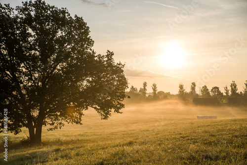 sunrise in the field with oak tree