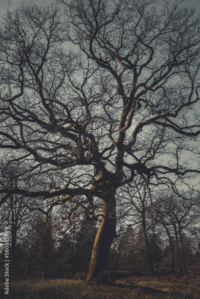 Dry oak tree under sky in forest at night Dry oak tree under sky in forest at night