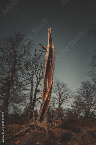 Dead tree under sky in forest photo