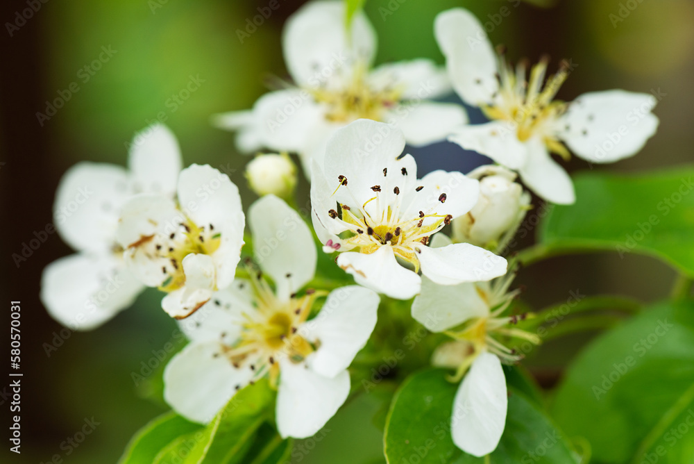 Fototapeta premium White pear tree flowers on a branch in the garden.