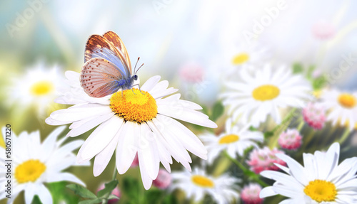 Wild flowers of chamomile in a meadow on sunny nature spring background. Summer scene with butterfly and camomile flower in rays of sunlight. Close-up or macro