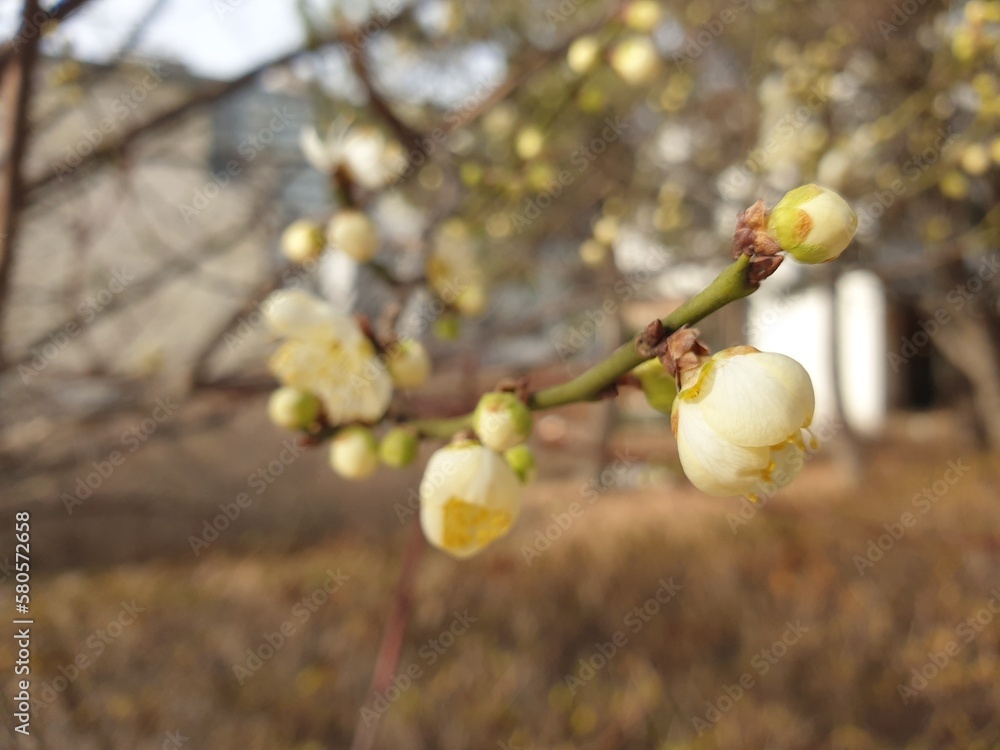 small and beautiful bud are about to bloom small and beautiful bud are about to bloom