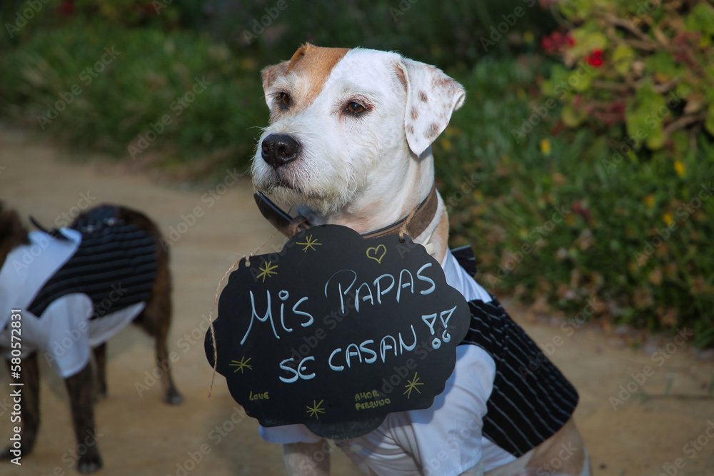 Dog getting dressed deals