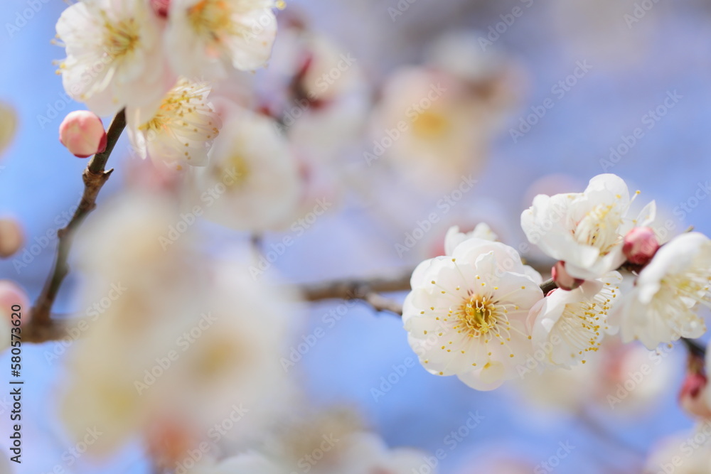 Fototapeta premium 八重咲きの白梅のクローズアップ