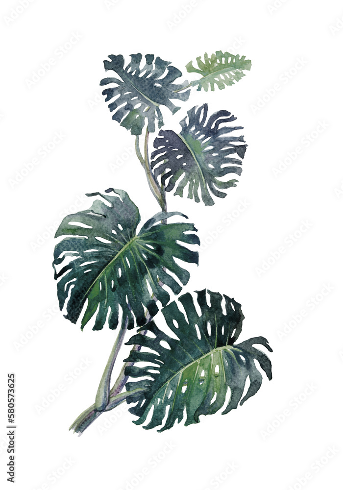 Trendy Summer isolated Tropical Leaves of monstera. Watercolor painting