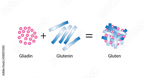 Gluten Formation, Disulfide Bond Formation From mixing two molecules of Gliadin and Glutenin with Water. Gluten Mesh structure. Scientific design. Vector Illustration. photo