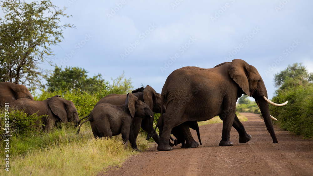 a breeding herd of African elephants crossing the gravel road