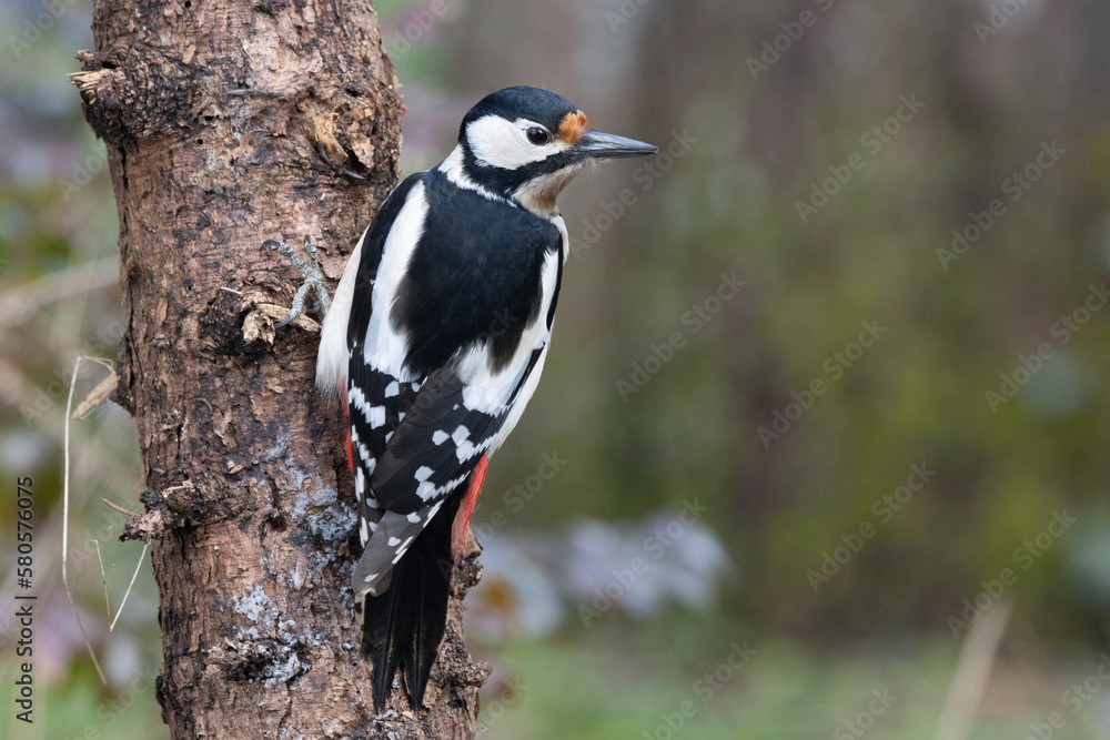 Fototapeta premium Buntspecht&nbsp;(Dendrocopos major)