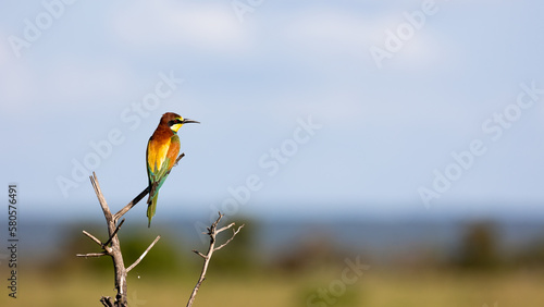 an European bee eater perched in a dead tree