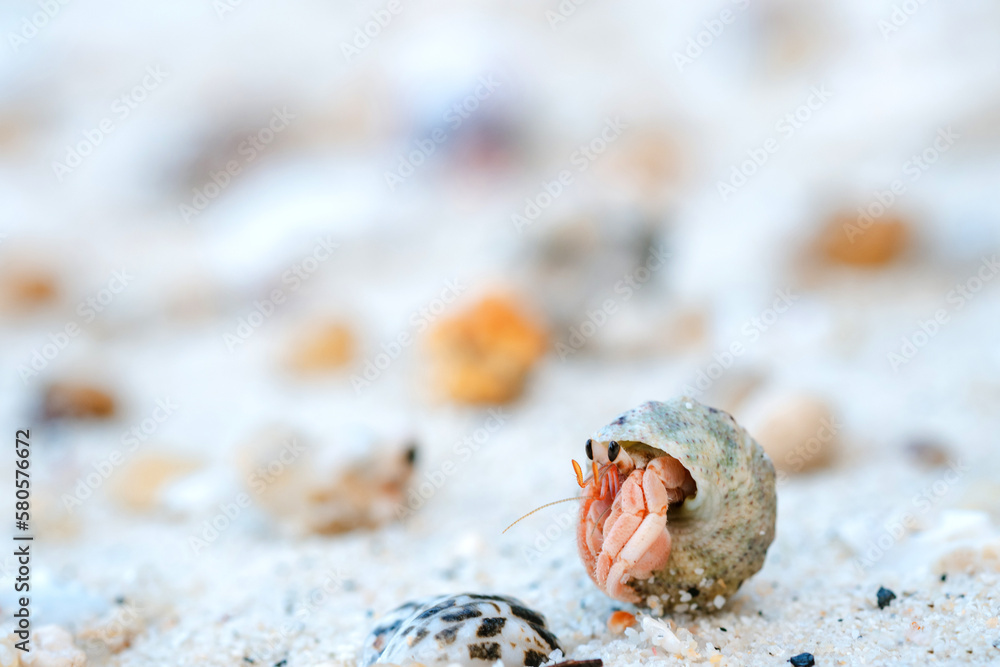 Fototapeta premium Small hermit crabs found on sandy shores or deep waters. Most of them live in empty shells.