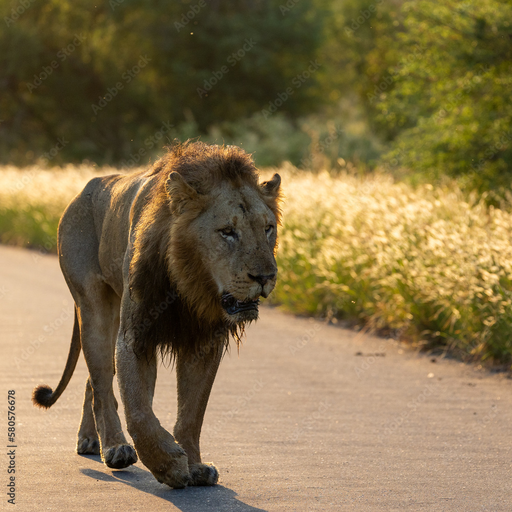 Fototapeta premium a male lion on the road early morning