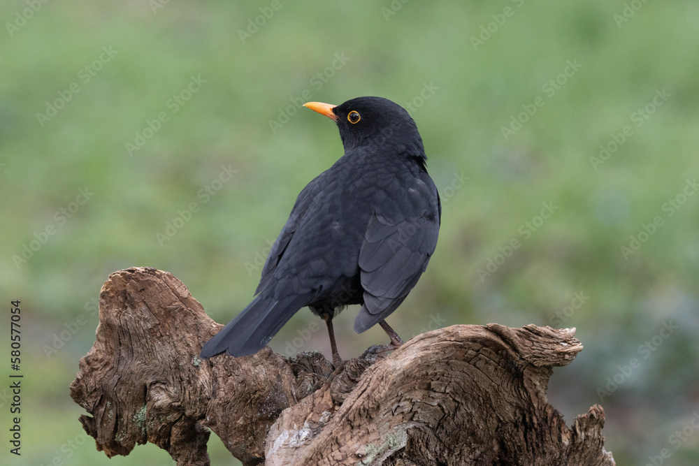 Obraz premium Amsel (Turdus merula)