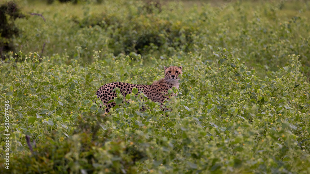 a young cheetah cub in the wild