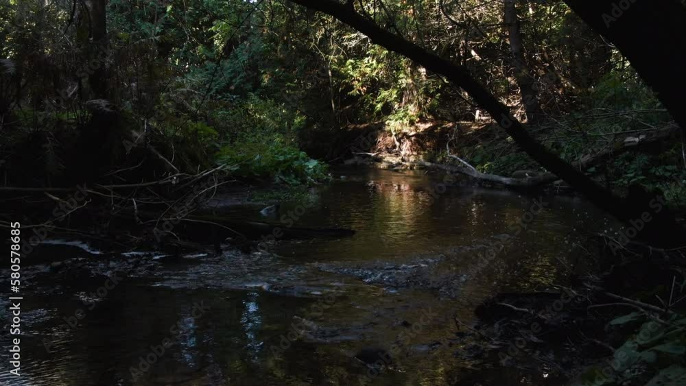 A creek is slowly running under the massive foliage of forest. Sun rays tenderly touch the tops of bushes and tree branches A creek is slowly running under the massive foliage of forest. Sun rays tenderly touch the tops of bushes and tree branches