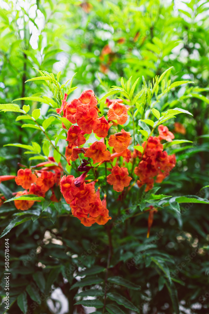 orange tecoma plant close-up shot at shallow depth of field orange tecoma plant close-up shot at shallow depth of field