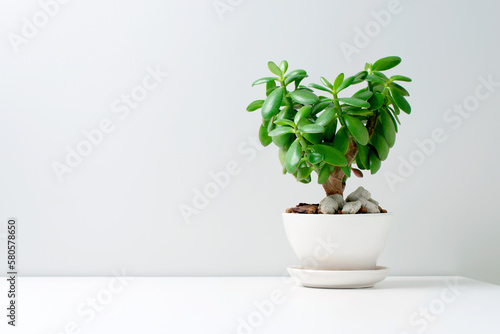 Heart shaped plant on the table, earth day concept