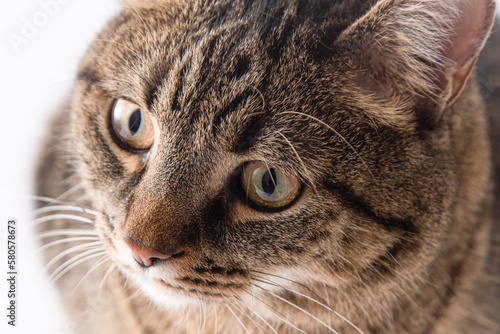 Fototapeta Naklejka Na Ścianę i Meble -  Close-up portrait of a cat. A cat of a European breed looks. Brown gray striped fluffy. Pet.