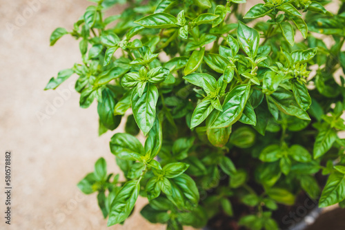 close-up of basil plant outdoor in sunny vegetable garden