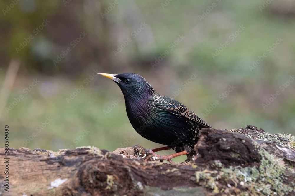 Star (Sturnus vulgaris) Star (Sturnus vulgaris)