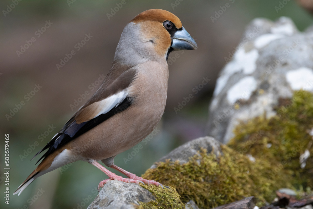 Kernbeißer (Coccothraustes coccothraustes) Kernbeißer (Coccothraustes coccothraustes)