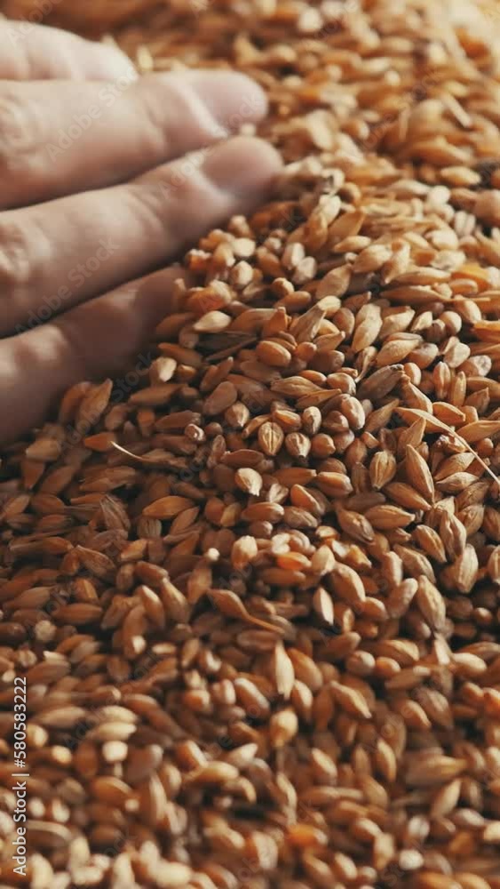 Human hand picking bread grain Slow motion Vertical video Human hand picking bread grain Slow motion Vertical video