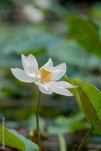 Nature photo  Lotus flowers. This is beautifull flowers. Time  February 12  2023. Location  Ho Chi Minh City. Content  Lotus has both aroma and color  but the lotus scent is not too strong but gentle.