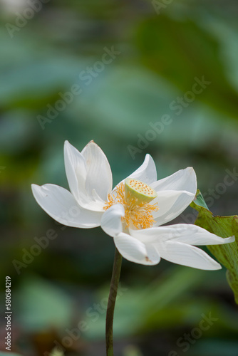 Nature photo  Lotus flowers. This is beautifull flowers. Time  February 12  2023. Location  Ho Chi Minh City. Content  Lotus has both aroma and color  but the lotus scent is not too strong but gentle.