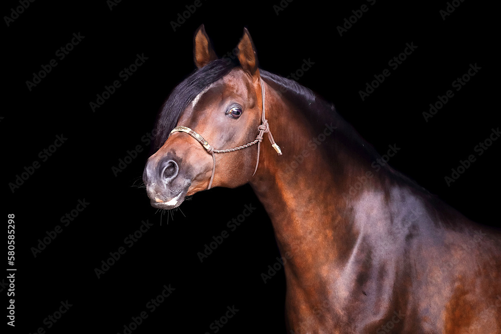 Fototapeta premium Arabischer Hengst