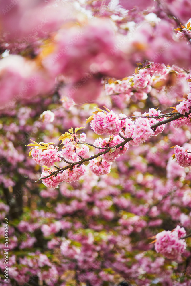 Branch of cherry blossom tree with pink flowers on a sunny spring day Branch of cherry blossom tree with pink flowers on a sunny spring day