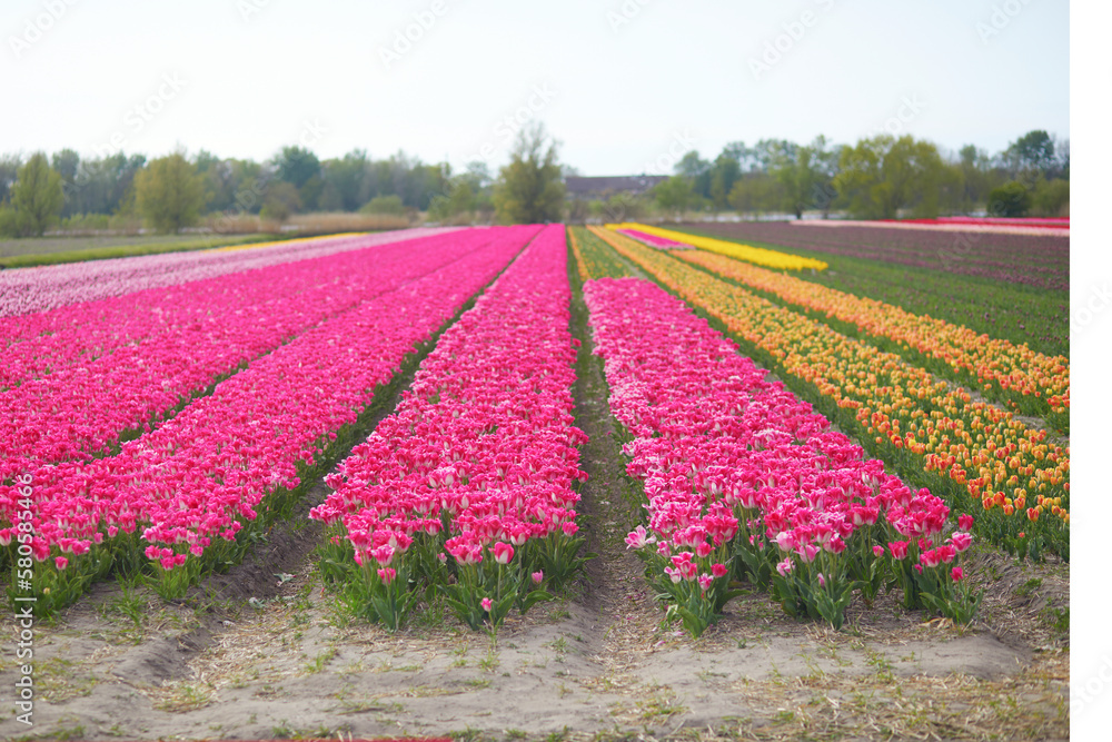 Scenic view of blooming tulip fields in Zuid-Holland, Netherlands