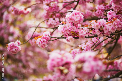 Branch of cherry blossom tree with pink flowers on a sunny spring day