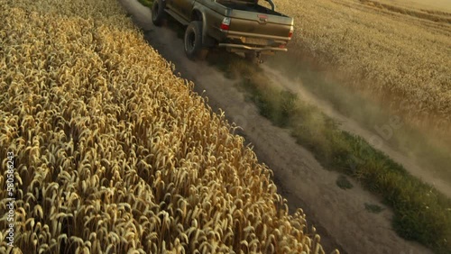 Lots of dust behind armored forest green military pickup truck driving by straight ground road through wheat field during harvest. Outdoors. Tourism. Nature. Village landscape