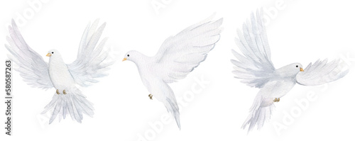 Watercolor white dove. Hand drawn watercolor illustration. decorative design elements. © Daryartsy